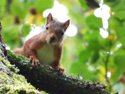 Red Squirrell in Patterdale- Photo © Helvellyn.org