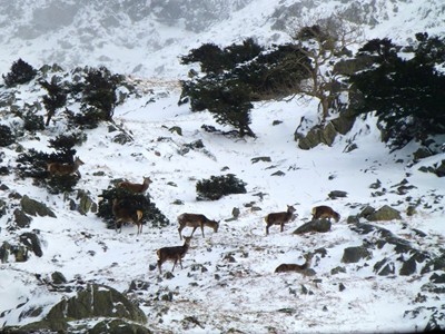 Red Deer on Place Fell - Photo © Helvellyn.org