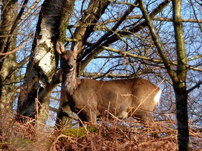 Roe Deer Photo © Helvellyn.org